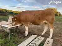 Vaca, Brown Latvian — foto 2