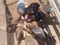 Turkeys — photo 2