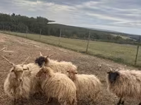 Widder, Racka sheep — Foto 2