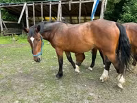 घोड़ी, Međimurje horse — फ़ोटो 3