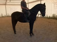 Stute, Hungarian horse breed — Foto 3