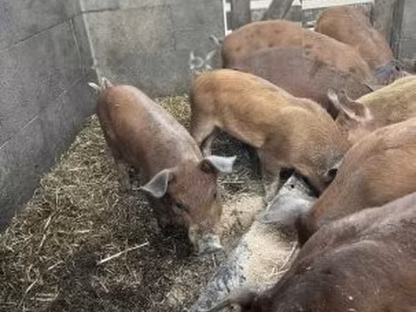 सूअर (लॉट, लिंग निर्दिष्ट नहीं),  — हंगरी