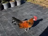 Japanisches Bantam — Foto 1