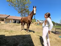 Kanca, Dutch warmblood horse — 5. fotó