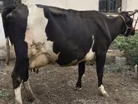 Vaca, Russian Black pied cattle — foto 8