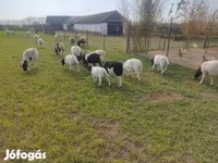 Kos, Dorper sheep — 5. fotó