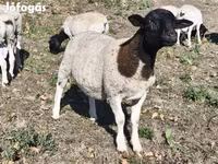 Kos, Dorper sheep — 4. fotó