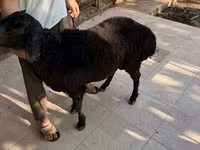 Ram, Sheep — photo 4