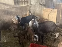 Cabras (lote, sexo no especificado), Cabras — foto 1