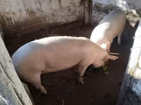 Süldőanya — 2. fotó