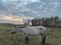 Égua, Horse breed — foto 1