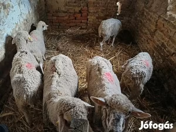 Oveja, Ovejas — Hungría