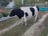 Tehén, Russian Black pied cattle — 2. fotó