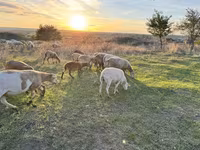 Kos, Katum sheep — 1. fotó