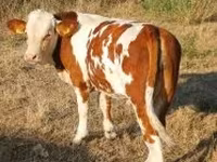 सांड, Simmental cattle — फ़ोटो 2