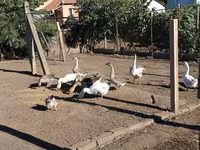 Geese — 1-сурет
