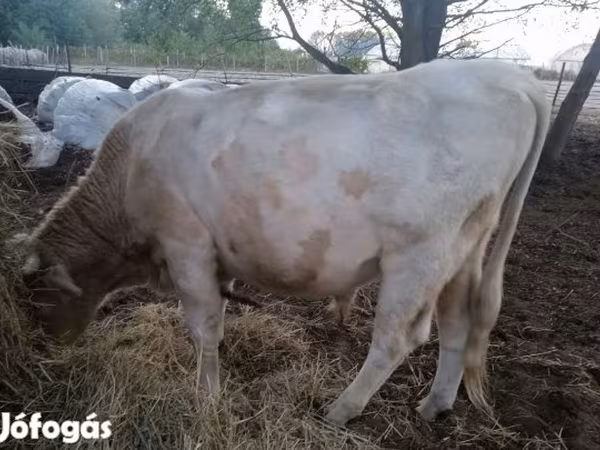 Bika, Charolais cattle