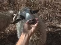 Kos, Racka sheep — 2. fotó
