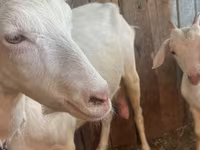 Goat, Saanen goat — photo 8