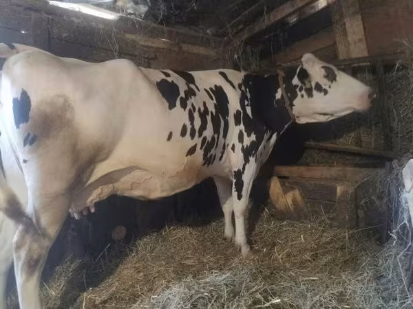 母牛, Russian Black pied cattle — 匈牙利
