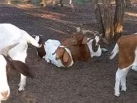 母牛, Cattle — 照片 3