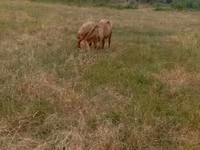 نعجة, Kazakh meat-wool sheep — الصورة 2