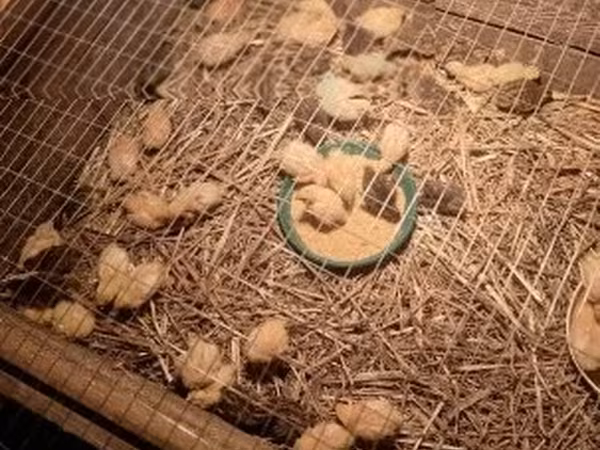 Quails — Hungría