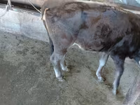 Krowa, Russian Black pied cattle — zdjęcie 5