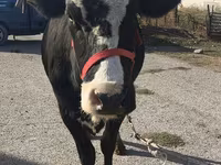 Krowa, Russian Black pied cattle — zdjęcie 3