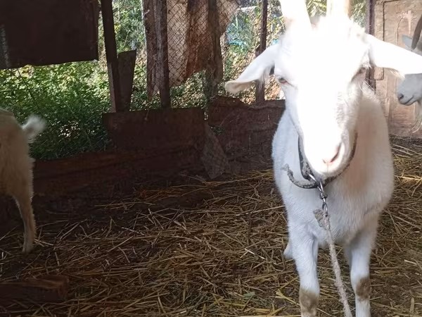 Goat, Saanen goat