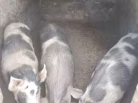 Sow, Pigs — photo 1