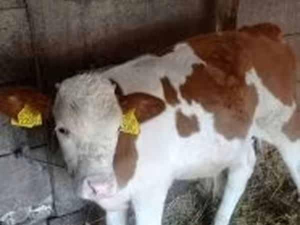 Toro, Raza gris húngara