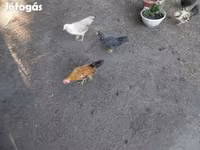 ياباني بانتام — الصورة 4