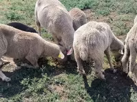 公羊, Merino sheep — 照片 7