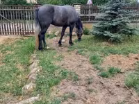 حصان, Lipizzaner — الصورة 5