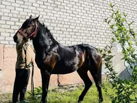 घोड़ा, Swedish warmblood horse — फ़ोटो 3