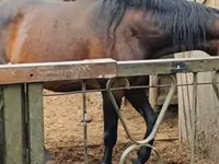 Égua, Nonius horse — foto 2