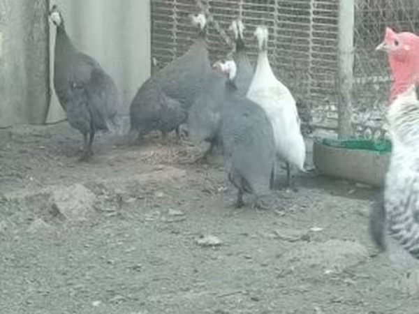 Guinea fowl