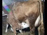 ثور, Simmental cattle — الصورة 2