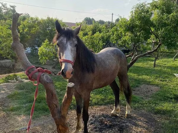 Cheval, Chevaux