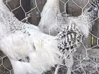 Chickens — photo 1