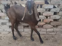 Nőstény kecske, Najdi goat — 2. fotó