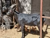 बकरा, Alpine goat — फ़ोटो 7
