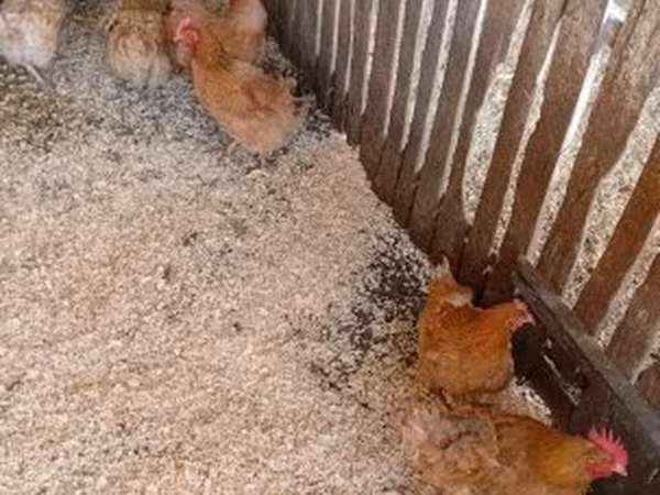 Danish hen — Hungary