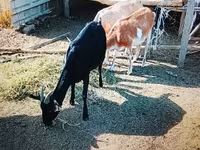 Ziege, Nubian Goat — Foto 2