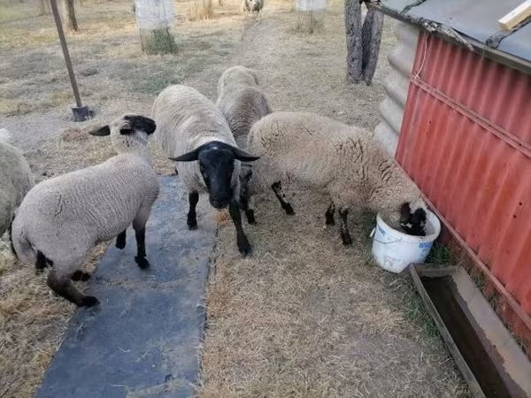 母羊, White Suffolk sheep