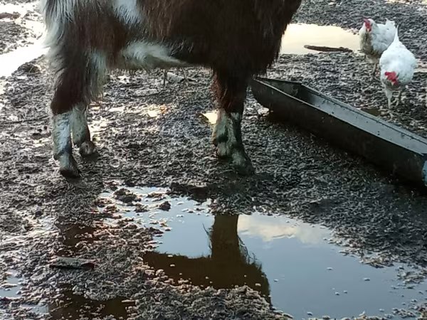 Kozel, Alpine goat