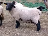 كبش, White Suffolk sheep — الصورة 2