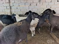 Sheep (batch, sex not specified), Sheep — photo 5