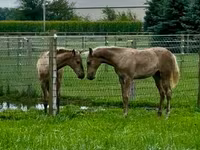 Kanca, Black Sea breed — 4. fotó